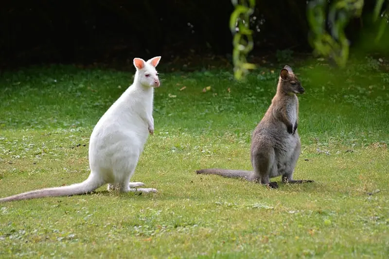 Wallaby albino ao lado de outro com a cor padrão.