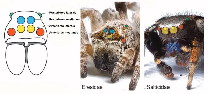 Demonstração de como os olhos das aranhas estão arranjados