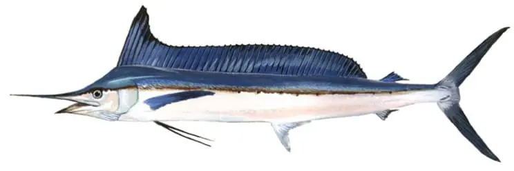 Longbill spearfish T. pfluegeri