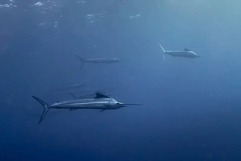Makaira nigricans - Atlantic blue marlin
