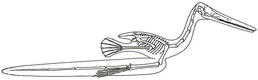 Pterossauro do gênero Pterodáctilo erroneamente interpretado como aquático