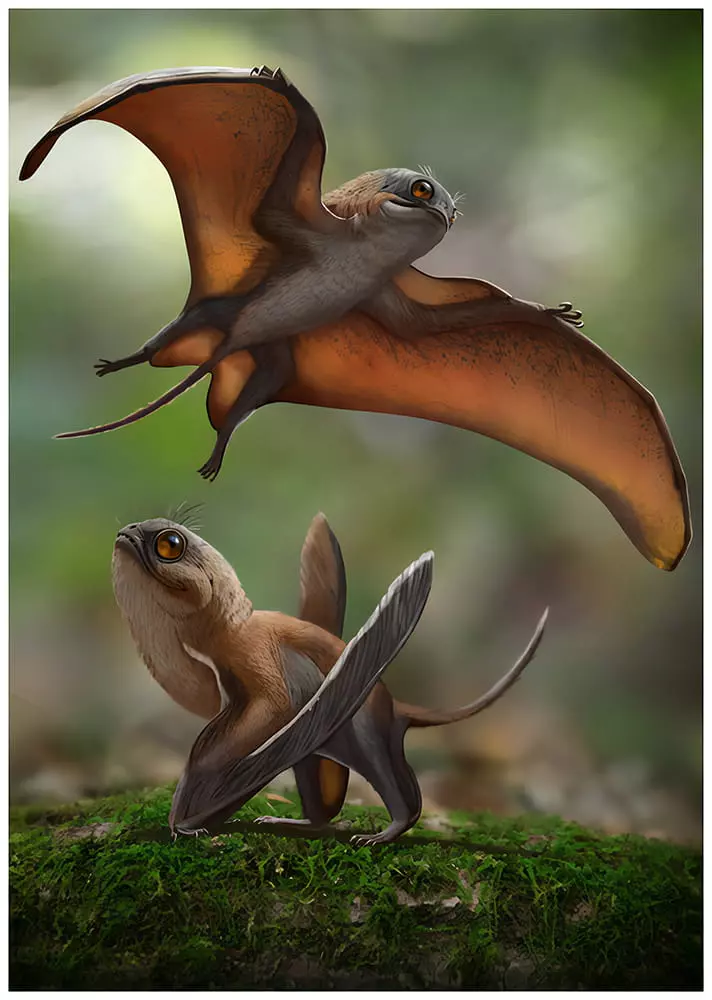 Pterossauro anurognatídeo do gênero Sinomacrops