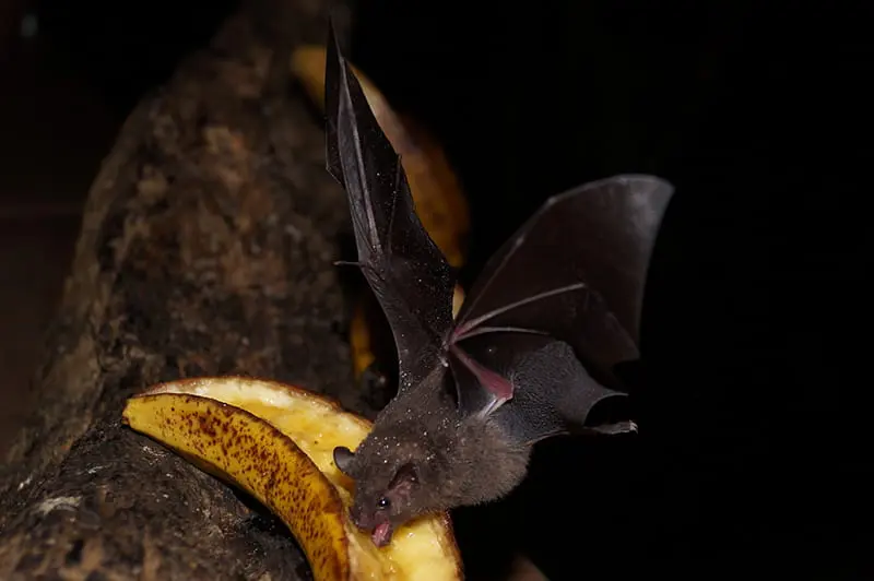 Morcego-beija-flor (Glossophaga soricina)