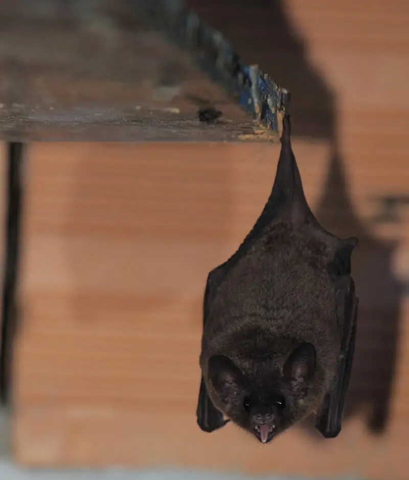 Morcego-beija-flor