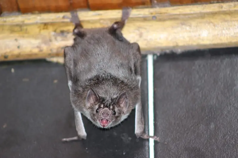Morcego-vampiro-comum (Desmodus rotundus)