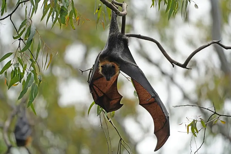 Raposa-voadora Pteropus poliocephalus