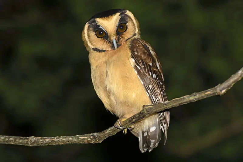 Buff-fronted owl (A. harrissii)