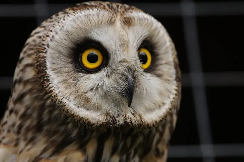 Focus on facial disc of an short-eared owl