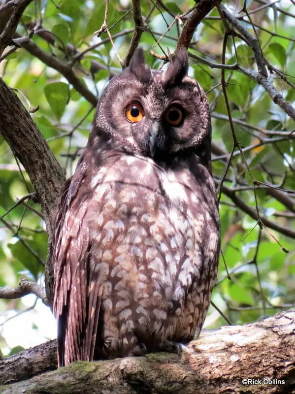 Stygian owl (A. stygius)