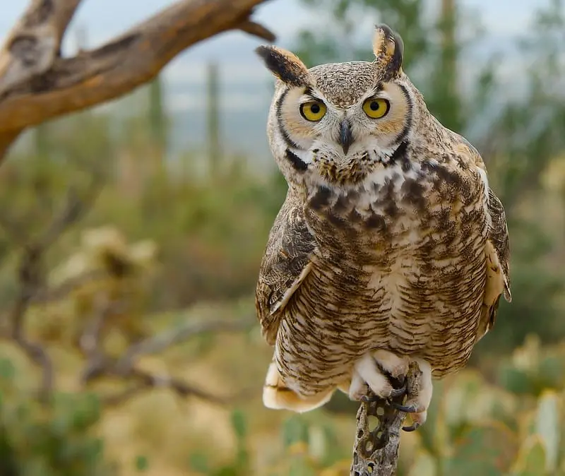 Great horned owl (B. virginianus)