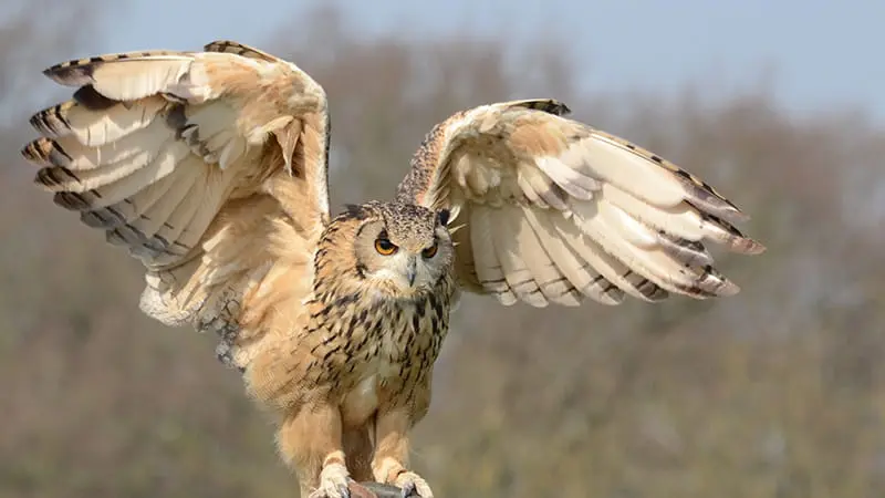 Owls of Brazil