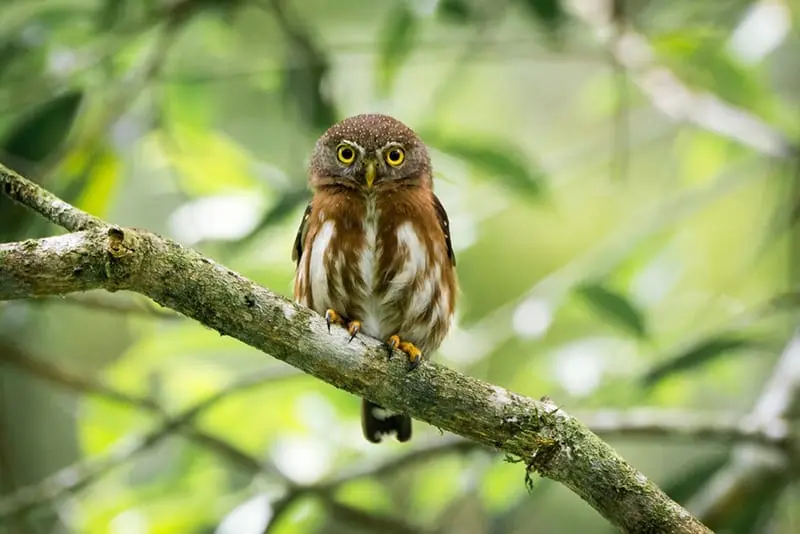 East Brazilian pygmy owl (G. minutissimum)