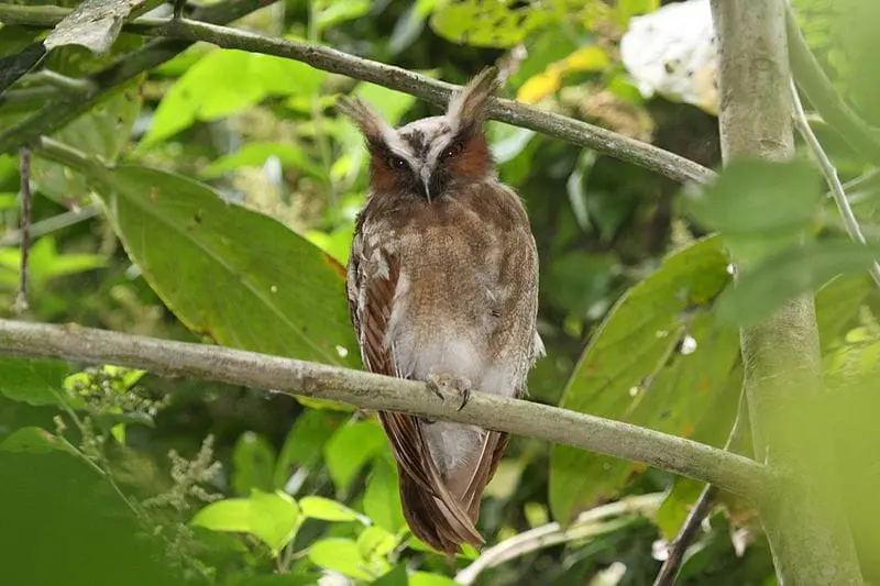 Crested owl