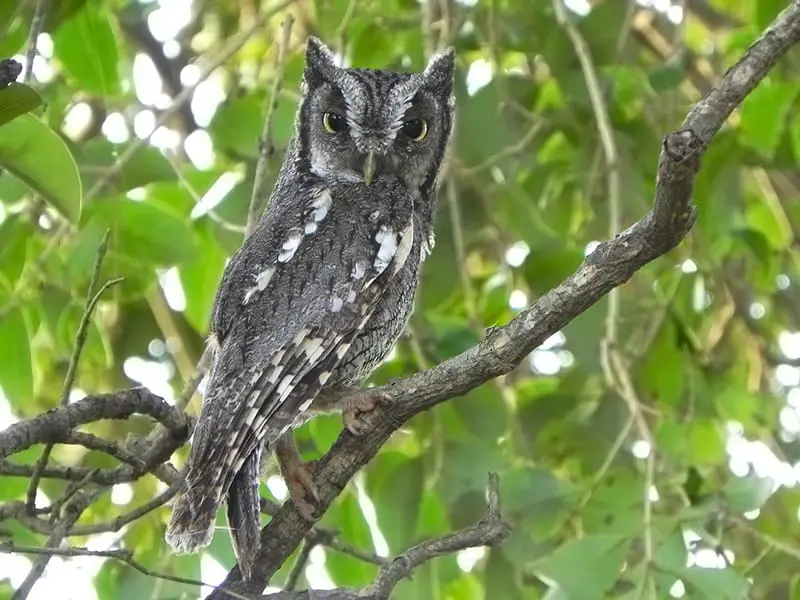 Tropical screech owl (M. choliba)