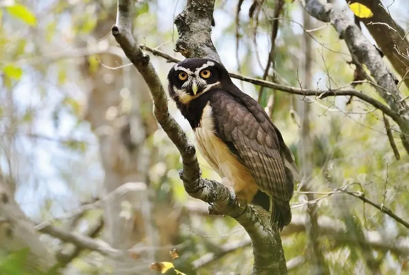 Spectacled owls (P. perspicilla)