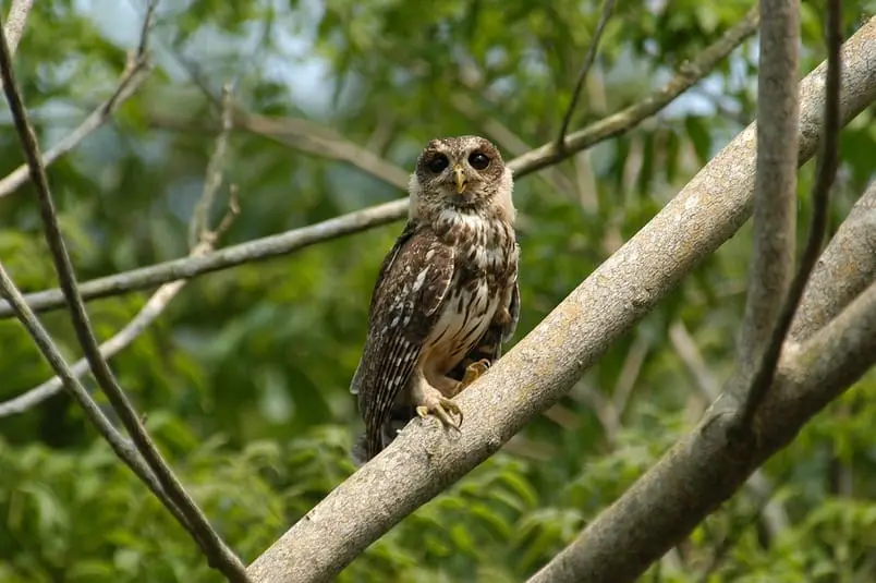 Mottled owl (S. virgata)
