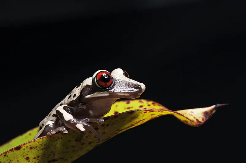 The venomous casque-headed frog