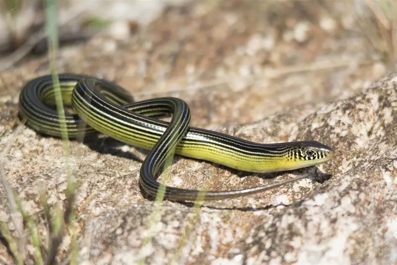 Cobra-de-vidro Ophiodes sp.