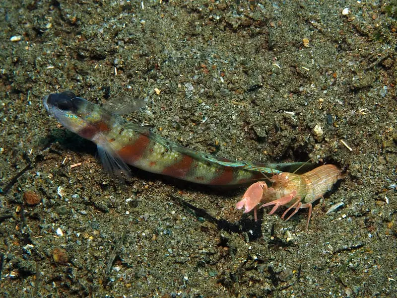 Relação simbiótica entre peixe goby e camarão.