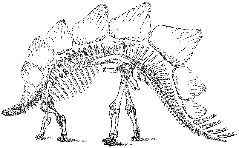 Interpretação de um Estegossauro feita em 1896 com a cauda baixa.