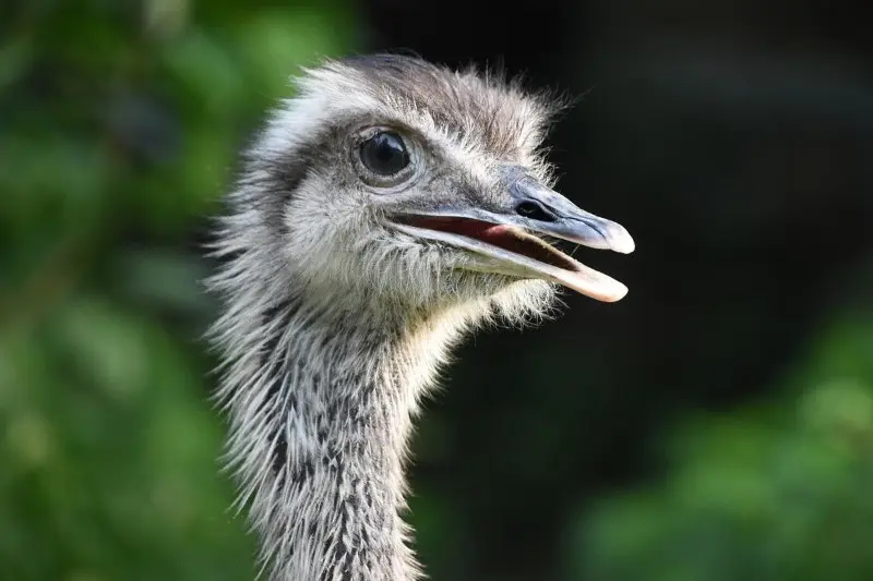 What is the difference between ostrich, Emu and Rhea?