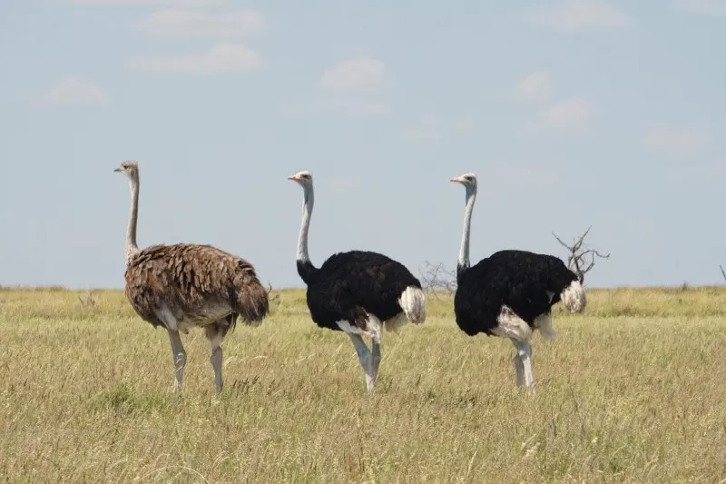 Female ostrich next to two males.