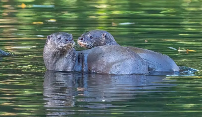 Couple of neotropical otters