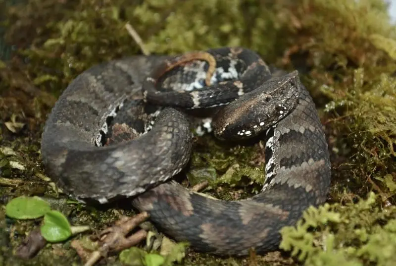 Small-eyed toad-headed pit viper — Bothrocophias microphtalmus