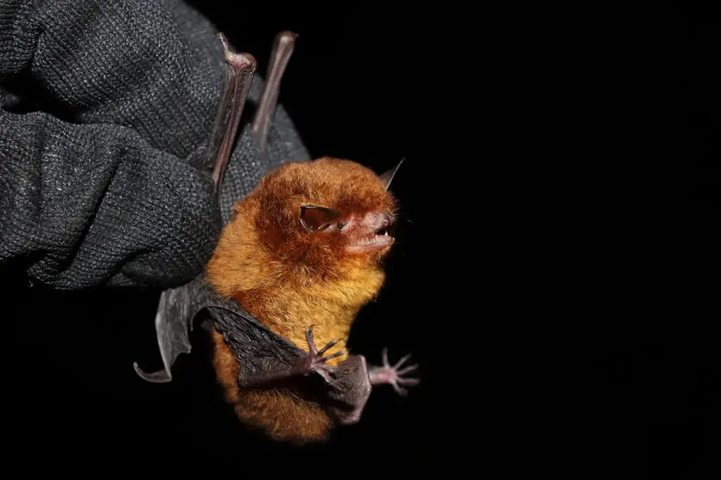 Red myotis bat (Myotis ruber)