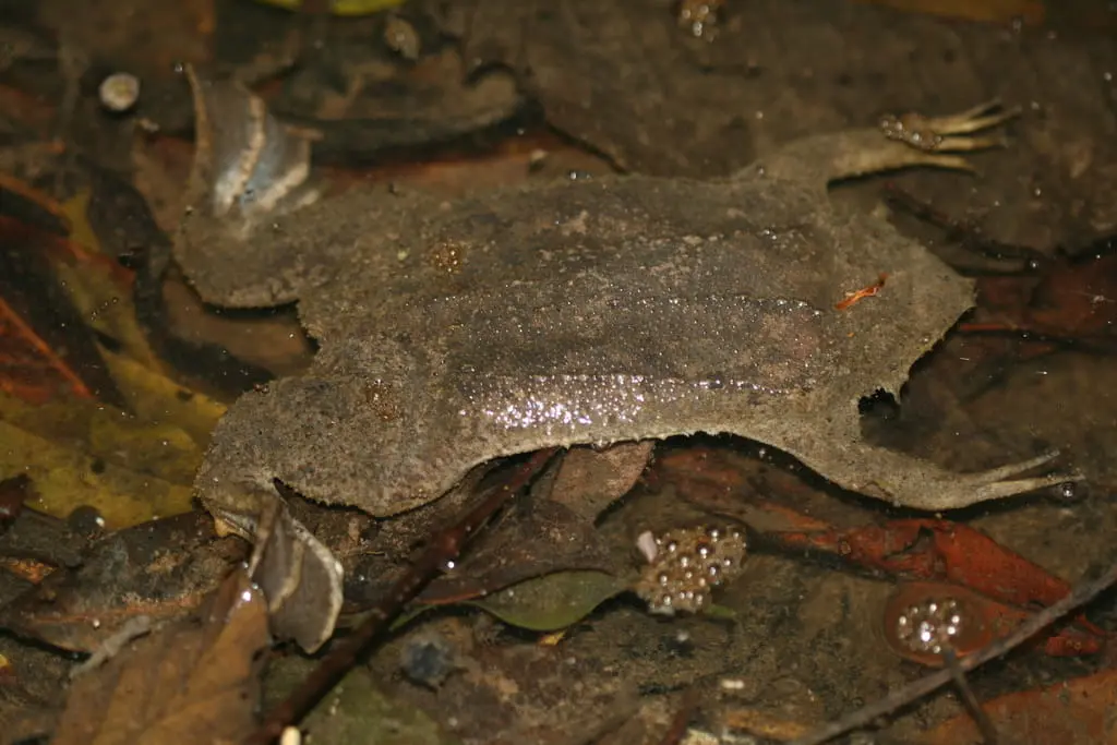 Common Surinam toad