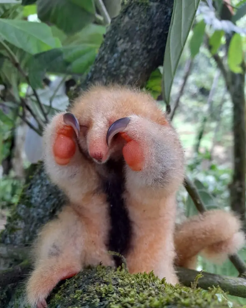 Silky anteater