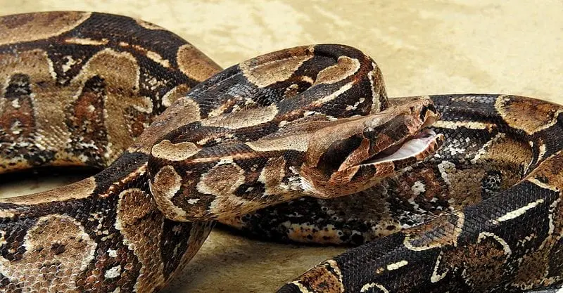Red-tailed boa, (B. constrictor)