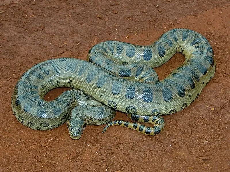 Anaconda (E. murinus)