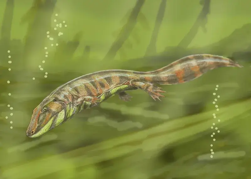 Loxomma - Giant amphibian that lived in the Permian. Fossil found in Santa Catarina.
