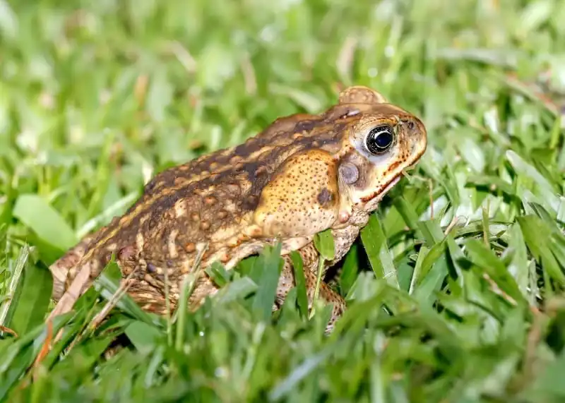 Cane toad (Rhinella-marina)