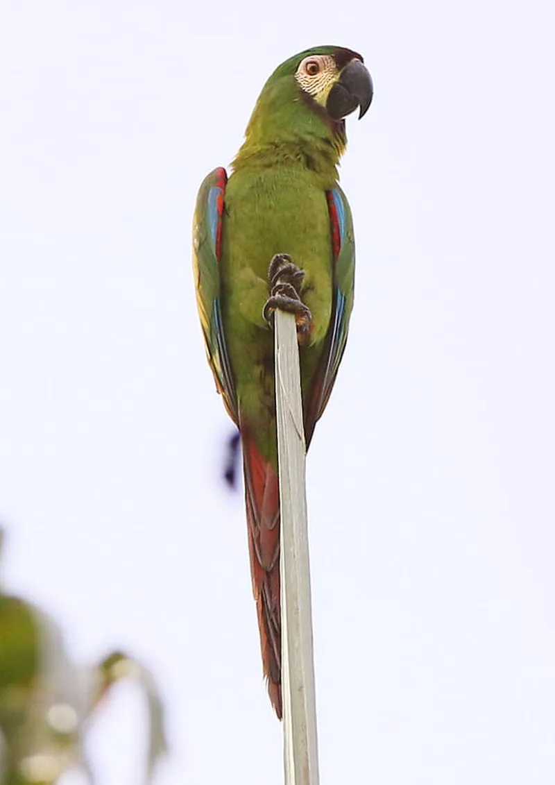 Chestnut-fronted macaw (A. severus)