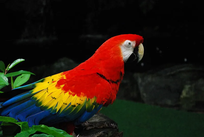 Scarlet macaw (A. macao)