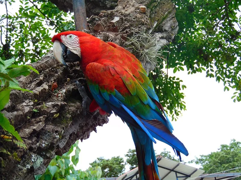 Red-and-green macaw (A. chloropterus)