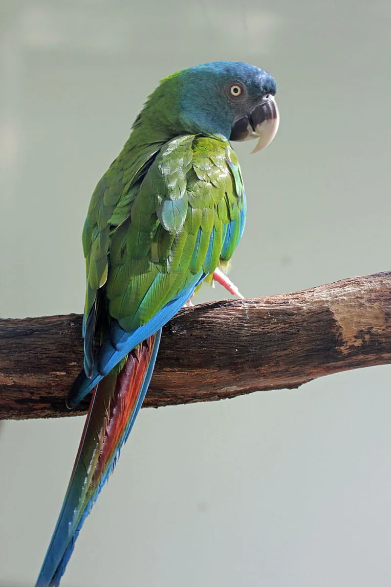 Maracanã-de-Cabeça-Azul (P. couloni)
