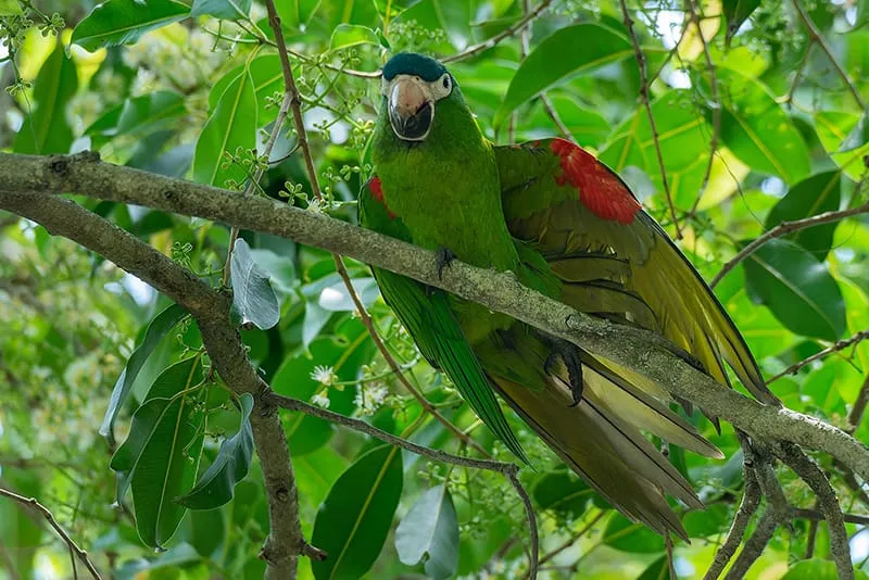 Red-shouldered macaw (Diopsittaca nobilis)
