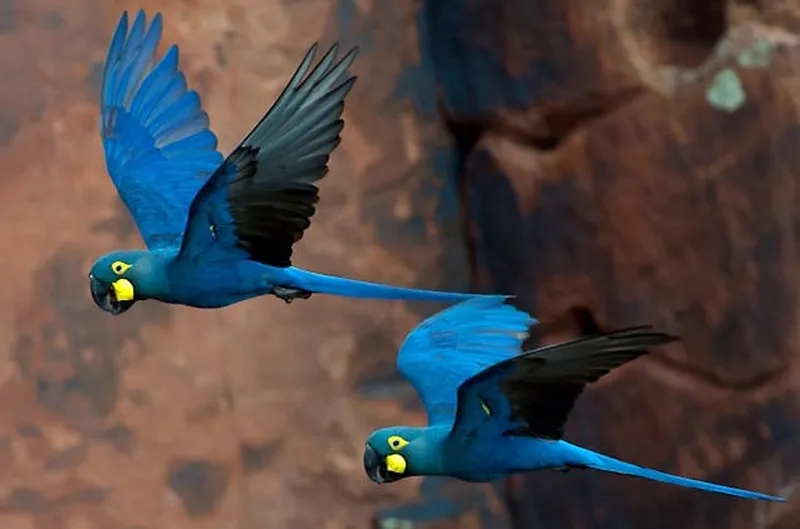 Lear’s macaw (A. leari)