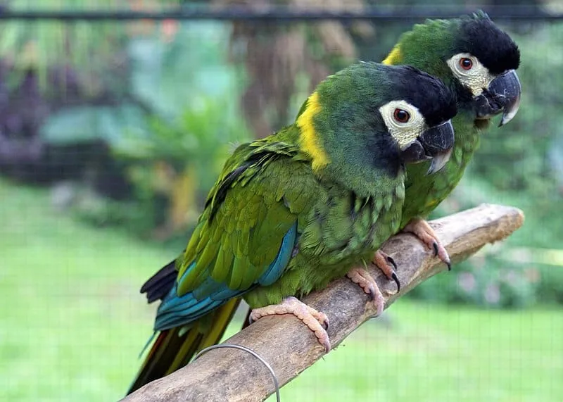 Golden-collared macaw (P. auricollis)
