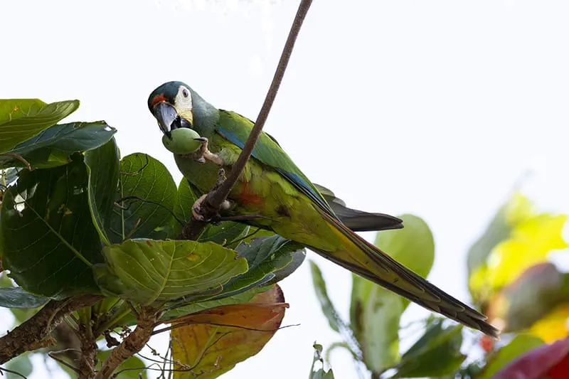 Blue-winged macaw  (P. maracana)