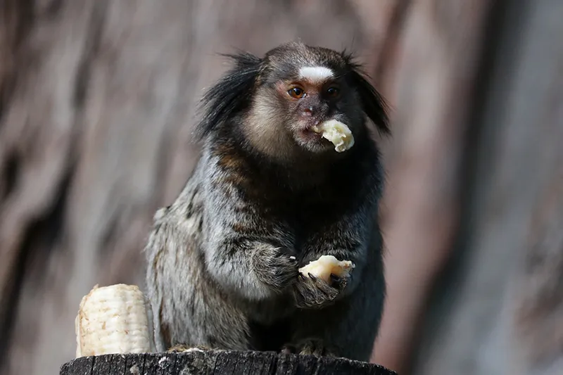 Black-tufted marmoset (C. penicillata)