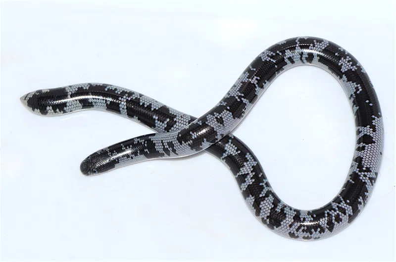 Cobras-cegas - As menores serpentes do mundo