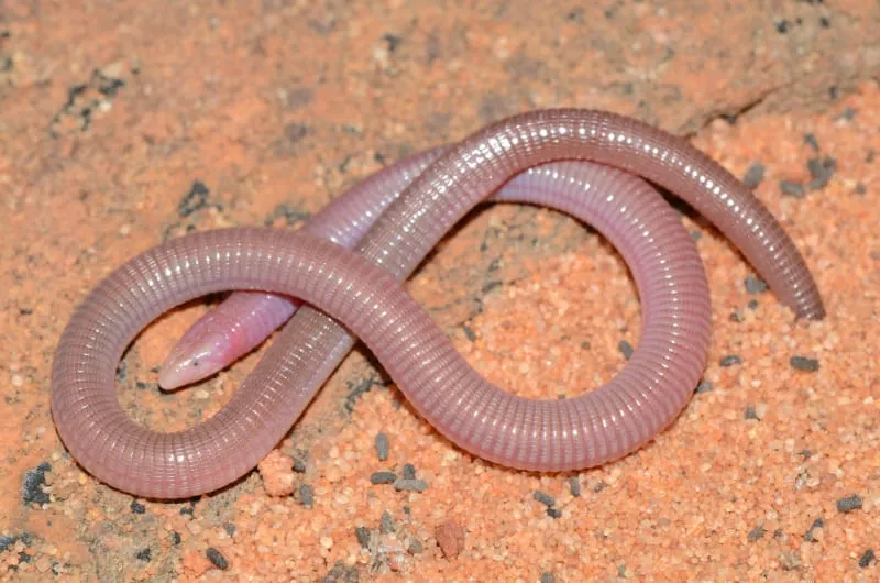 Cobra-de-duas-cabeças (Zygaspis quadrifrons)