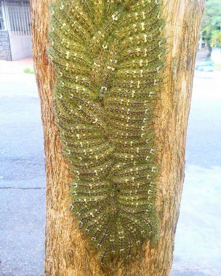Larvas da mariposa Lonomia oblíqua
