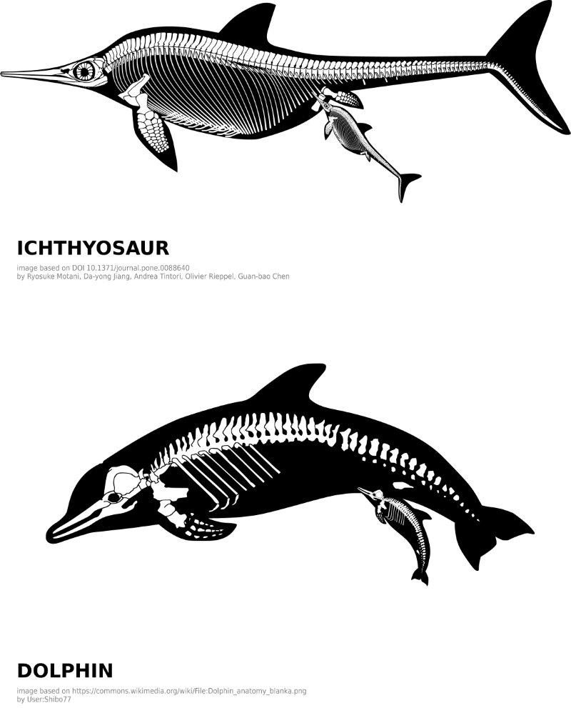Exemplos de características compartilhadas tanto por golfinhos quanto por ictiopterígios
