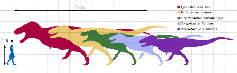Gráfico em escala de cinco tiranossaurídeos comparados a um humano