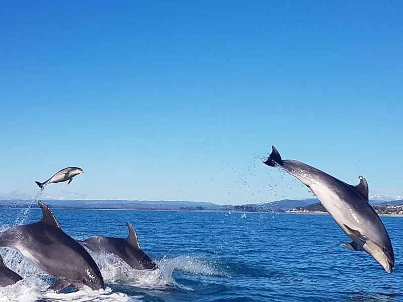 Grupo de golfinhos-nariz-de-garrafa saltando para fora da água